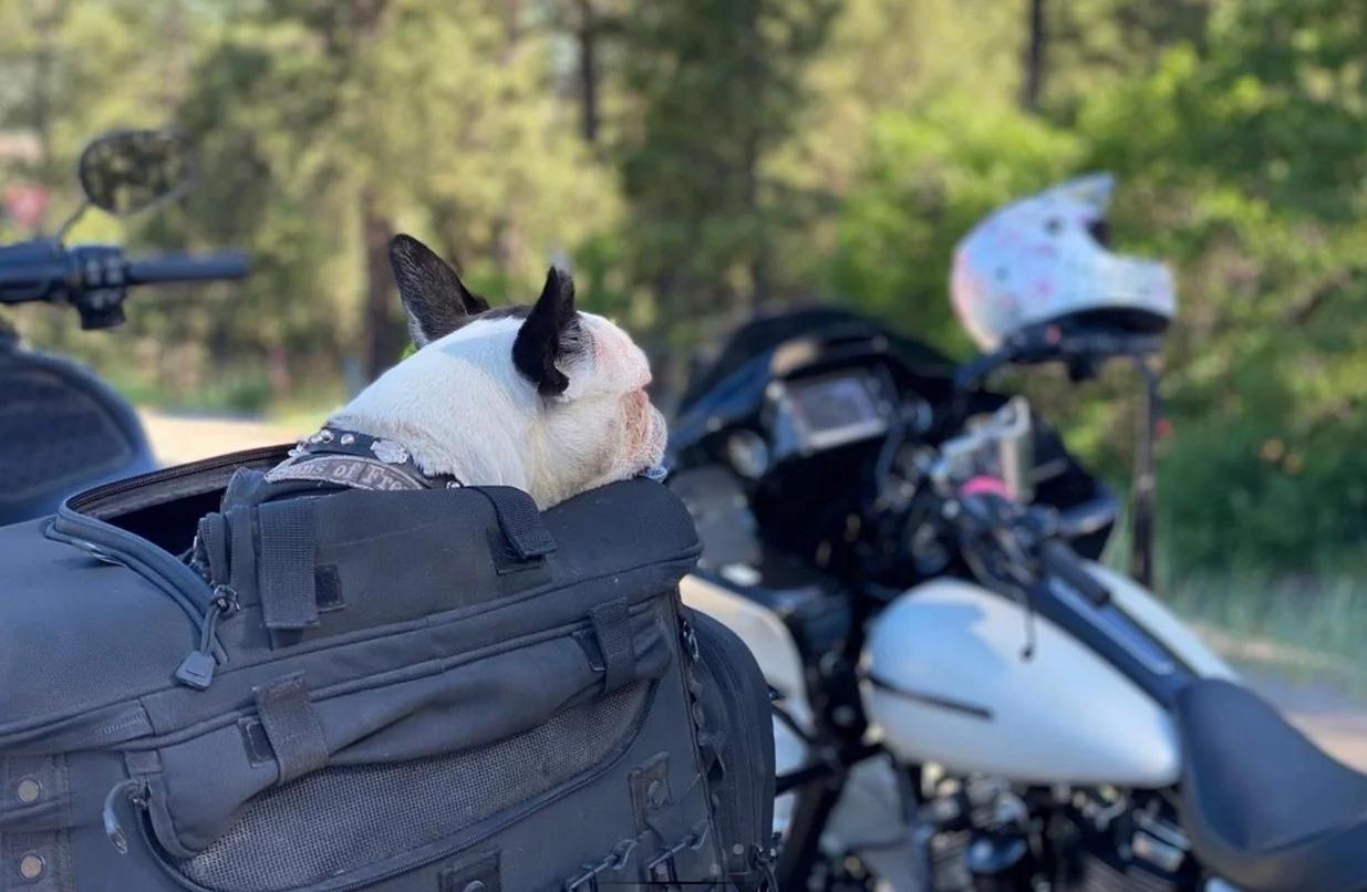 mochila para llevar perro en moto - Cómo transportar un perro sin transportador